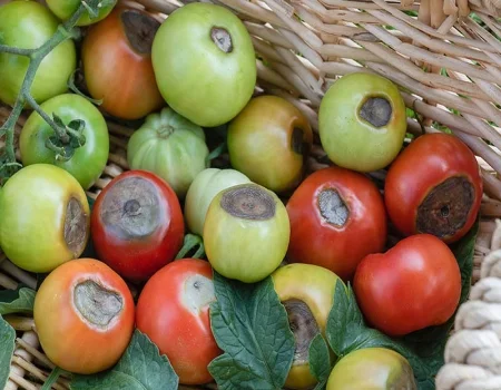 چرا میوه های گوجه فرنگی در مناطق عمده کشت گوجه فرنگی (جنوب کشور) با بیماری پوسیدگی گل گاه مواجه هستند؟ راه حل چیست؟