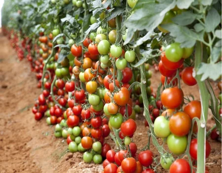 مراحل رشد گیاه گوجه فرنگی: